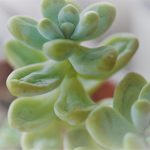シワシワの多肉植物を入浴させてみた!難しい水やりは経験で学ぶ