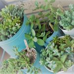 初心者の私がおすすめする育てやすい多肉植物10選!寄せ植えも簡単