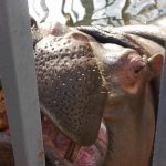 宇都宮動物園に子連れで行ってきた!一日楽しめるほど内容盛り沢山