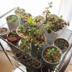 昨年失敗した多肉植物の冬越しに成功!室内管理で試してみた方法