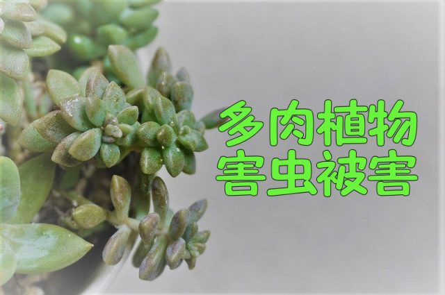 すべての美しい花の画像 元の多肉 植物 虫 駆除