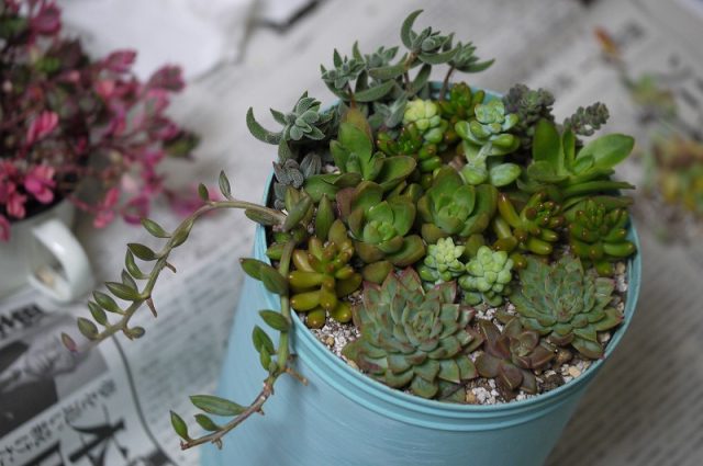 結婚式用の多肉植物の寄せ植えを作った ミルク缶にリボンでアレンジ ちえのて