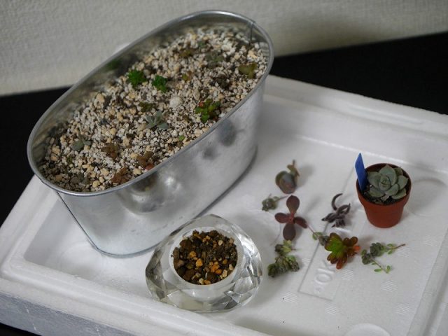 多肉植物でちまちま寄せを作ってみた ザックリと作り方を紹介します ちえのて