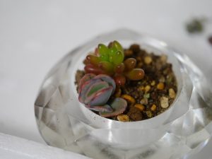 多肉植物のちまちま寄せの作り方