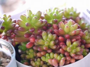 多肉植物のちまちま寄せに使った虹の玉